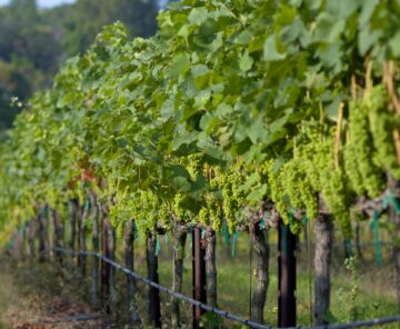 Maui's Winery  Vineyard