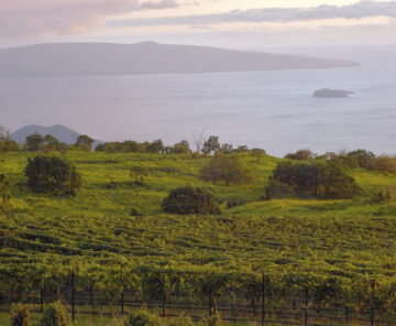 winery vinyards, ulupalakua, maui