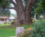 historical_camphor_tree_maui_wine