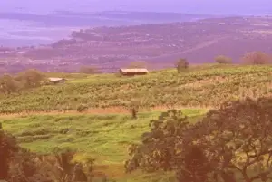 Young vineyard planted on the Ulupalakua hillside above the coast