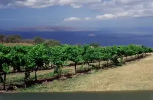 Historic photo of young vineyard rows overlooking the ocean at Ulupalakua