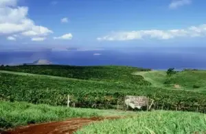Historic photo of the Ulupalakua vineyard with ocean views