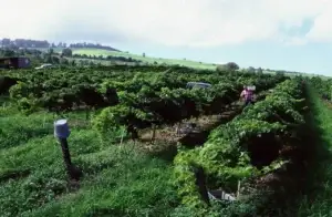 Historic photo of lush vineyard rows at Ulupalakua