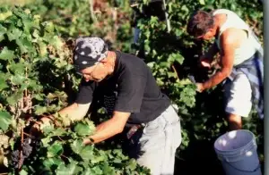 Historic photo of workers harvesting grapes by hand