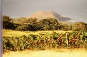 Historic photo of the vineyard with a cinder cone and ocean in the distance