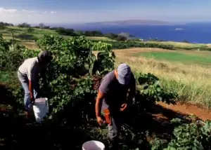 Historic photo of harvesters picking grapes above the ocean
