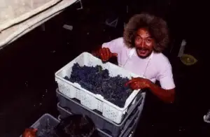 Historic photo of a smiling worker carrying a crate of red grapes