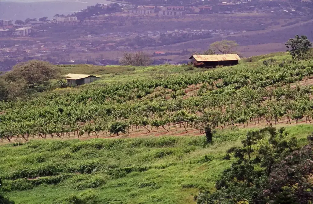 Historic photo of the vineyard on the green slopes of Ulupalakua