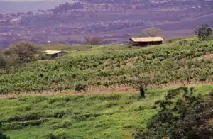 Historic photo of the vineyard on the green slopes of Ulupalakua