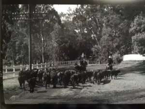 Historic black and white photo of paniolo driving cattle along a tree-lined road