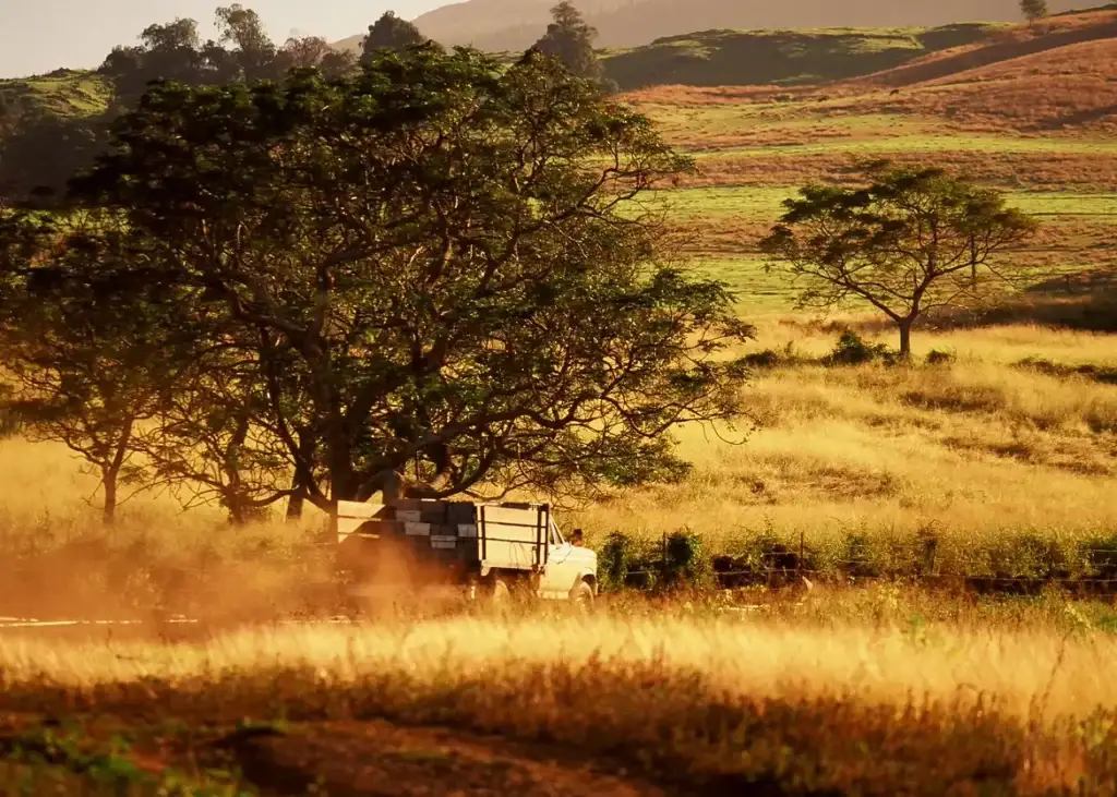 Ulupalakua ranch land with trees in golden afternoon light