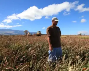 Farmer standing in a Maui pineapple field