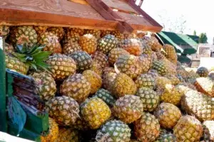 Fresh Maui pineapples piled high before crushing
