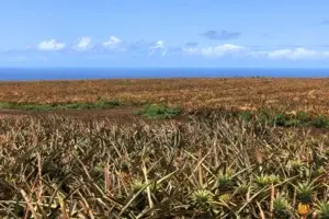 Pineapple field on Maui with the ocean on the horizon