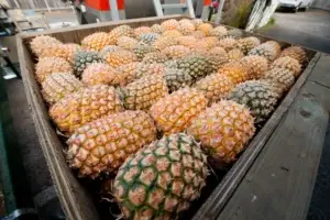 Pineapple Pre-Crush