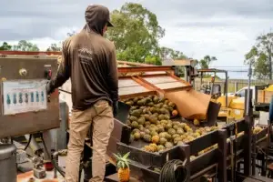 Pineapple Sorting and Transport