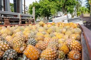 Truckload of pineapples arriving at MauiWine