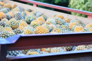 Pineapple Truckload