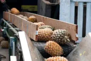 Pineapple on Conveyor Belt