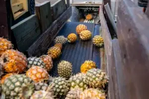 Pineapple on Conveyor Belt