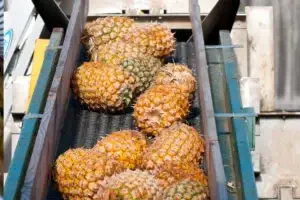 Pineapple on Conveyor Belt