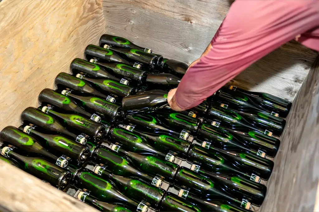 Gloved hand placing sparkling wine bottles into a riddling crate