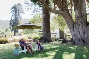 Guests relaxing at a garden table under the camphor tree