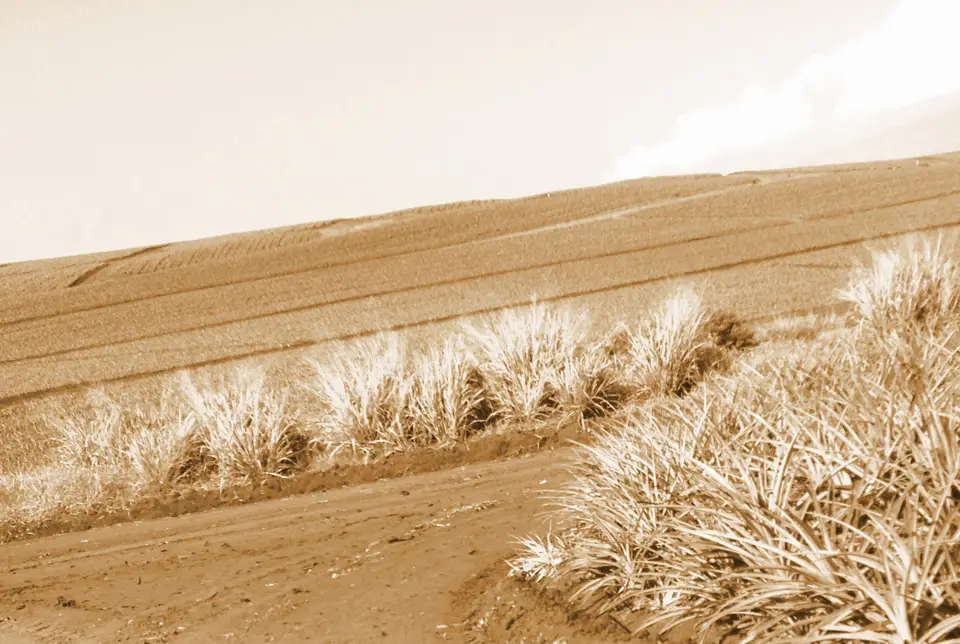 Sepia photo of rows of pineapple plants in a Maui field