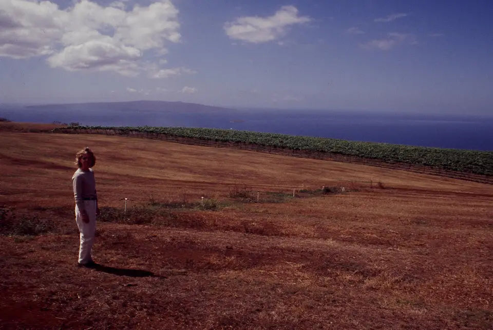 Person standing in a dry hillside field above the ocean during vineyard replanting