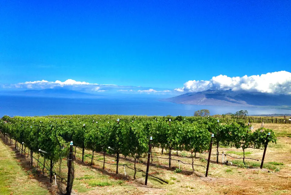Rows of grapevines at Ulupalakua with the ocean and islands in the distance