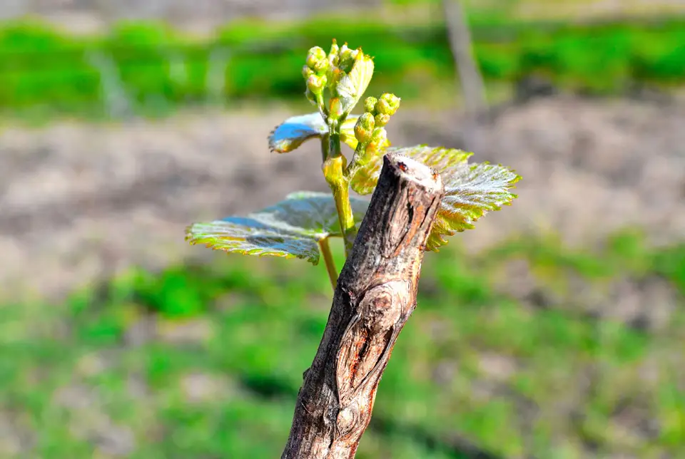 New green leaves budding on a pruned grapevine