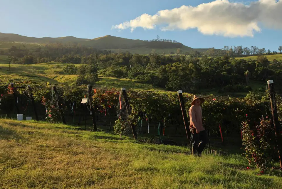 Harvest crew picking grapes in the Ulupalakua vineyard